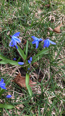 Scilla siberica
