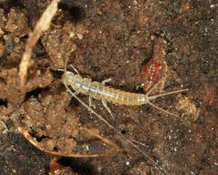 Nicoletiidae