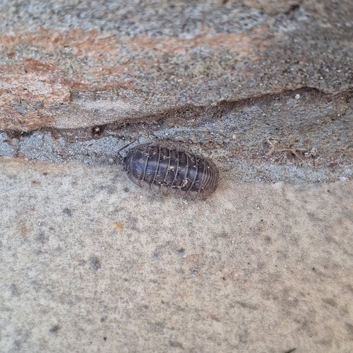 Nosy Pill Woodlouse