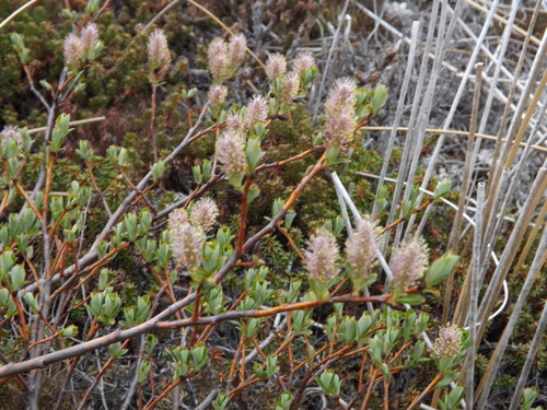 Salix fuscescens iNat (2)