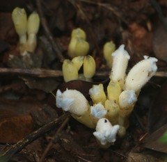 Christisonia calcarata