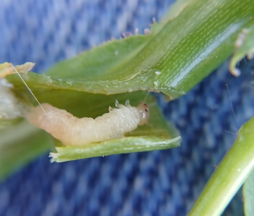 Pale Rose-wilt Sawfly
