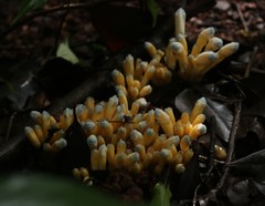 Christisonia calcarata