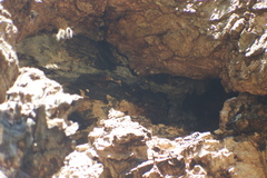 Apis mellifera