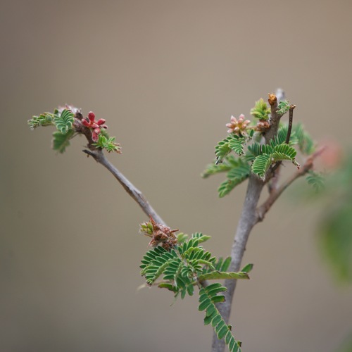 Calliandra californica