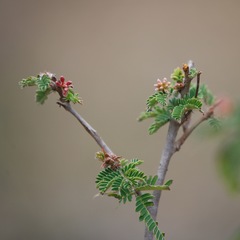 Calliandra californica