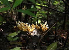 Christisonia calcarata