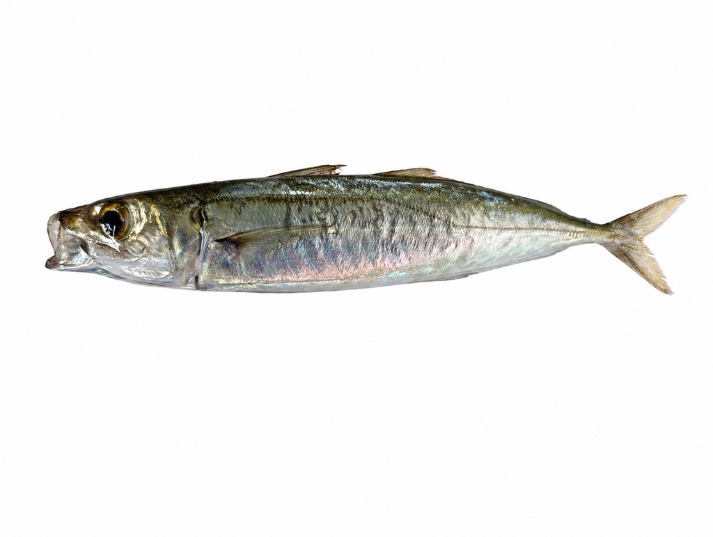 Amberstripe Scad
