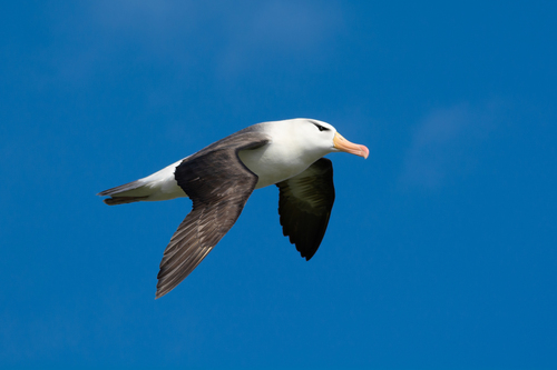 Albatros ojeroso (Thalassarche melanophris)