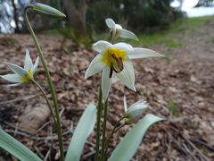 Tulipa bifloriformis