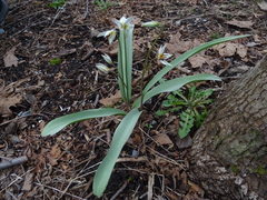 Tulipa bifloriformis