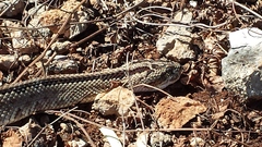 Crotalus tzabcan