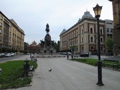 Columba livia domestica