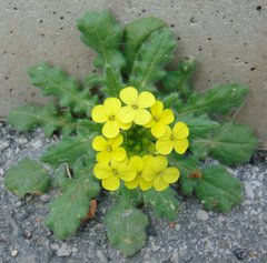 Biscutella cichoriifolia
