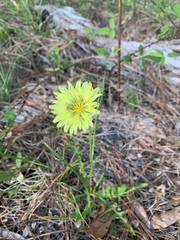 Pyrrhopappus carolinianus image