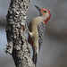 Melanerpes Woodpeckers - Photo (c) Eric Isley, some rights reserved (CC BY-NC)