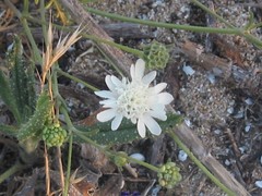 Pycnocomon rutifolium