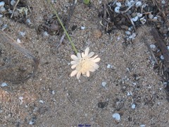 Pycnocomon rutifolium