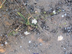 Pycnocomon rutifolium