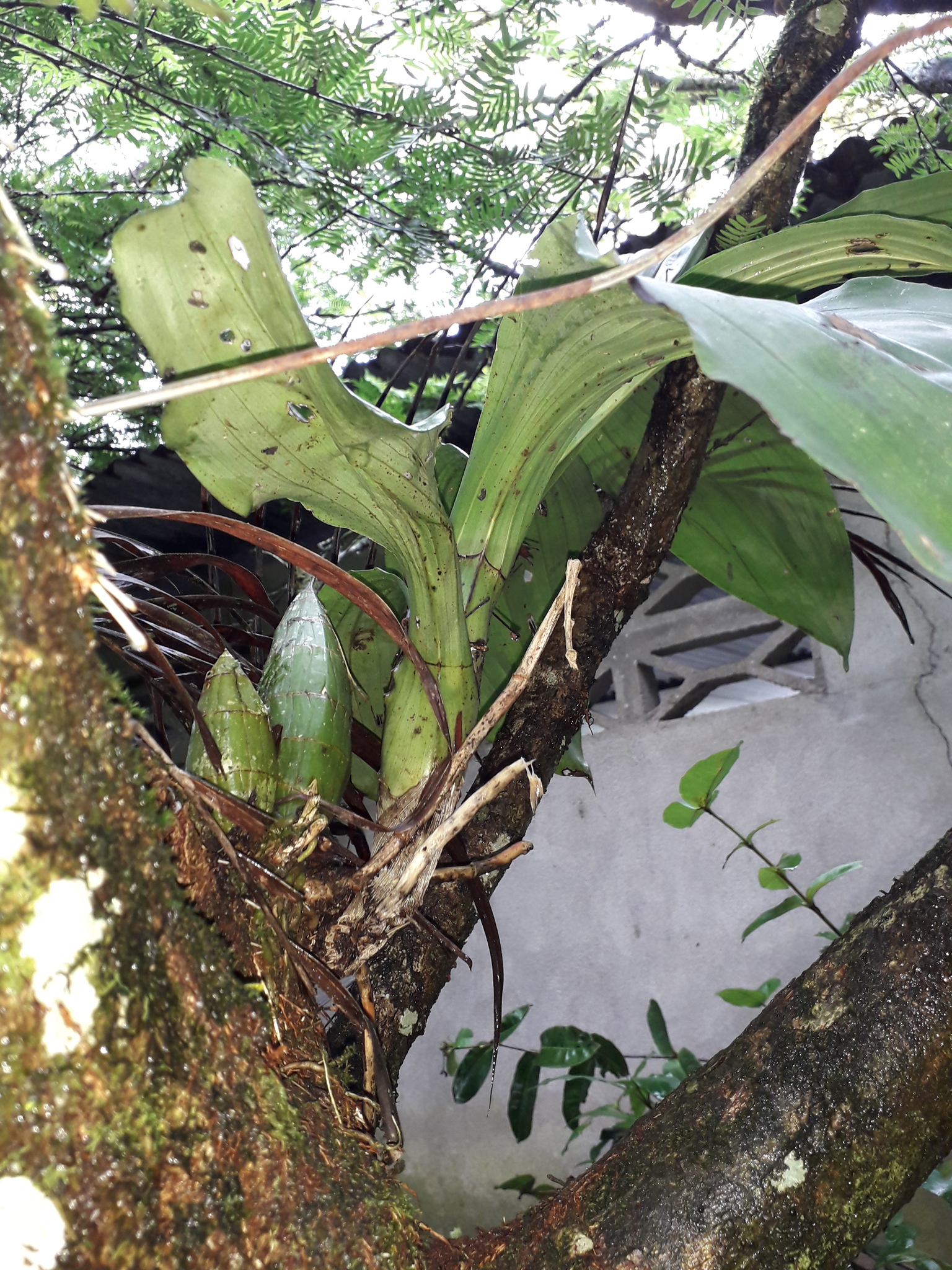 Imagem de catasetum