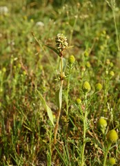 Persicaria tomentosa