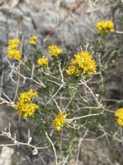 Amphipappus fremontii