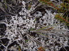 Stereocaulon paschale