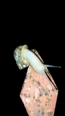 Orthalicidae