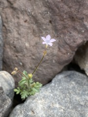 Gilia scopulorum