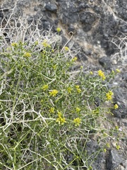 Amphipappus fremontii