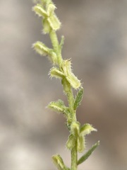 Pectocarya anisocarpa