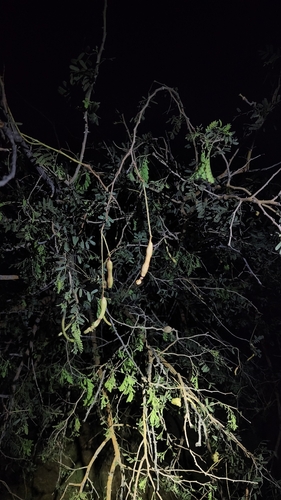 Indian mesquite
