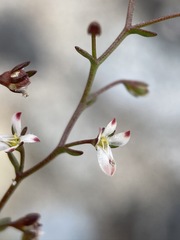 Nemacladus orientalis