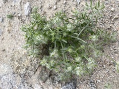 Cryptantha nevadensis
