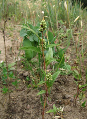 Persicaria tomentosa