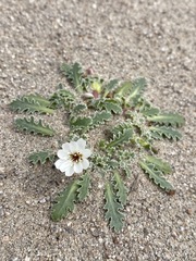 Glyptopleura marginata