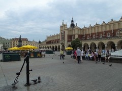 Columba livia domestica