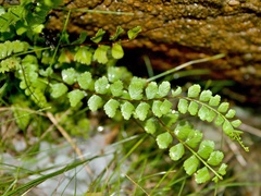 Asplenium adulterinum