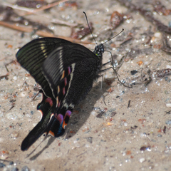 Papilio krishna
