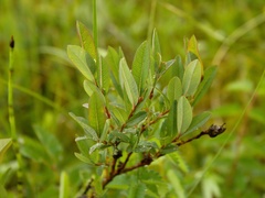 Salix myrtilloides