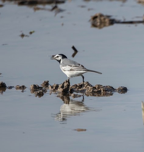 White Wagtail