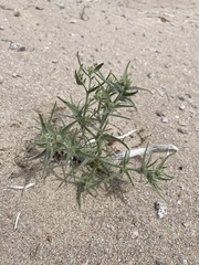 Johnstonella costata