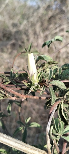 Distimake cissoides observed 2026-04-30