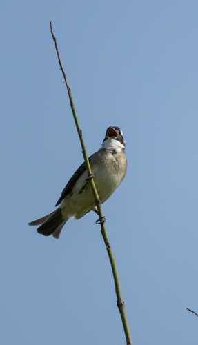 Light-vented Bulbul
