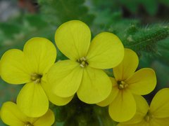Biscutella cichoriifolia