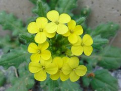 Biscutella cichoriifolia