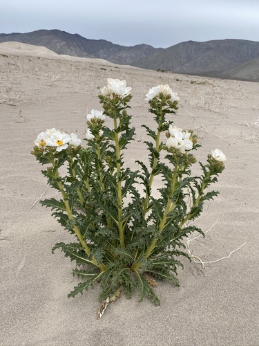 Mojave pricklypoppy (Argemone corymbosa)
