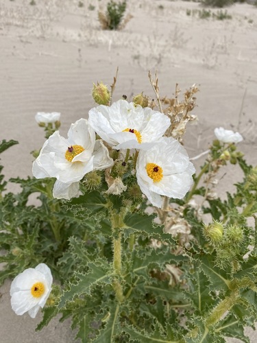 Mojave pricklypoppy (Argemone corymbosa)