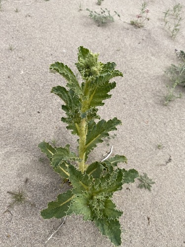 Mojave pricklypoppy (Argemone corymbosa)