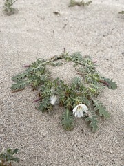 Glyptopleura marginata